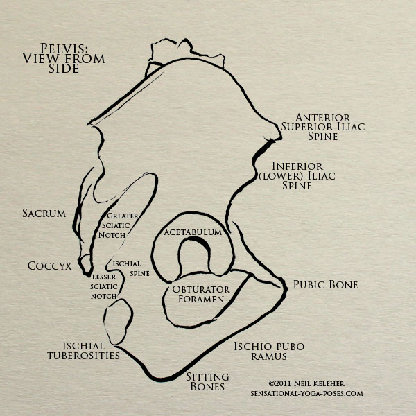 side view of the pelvis showing pelvic landmarks, asis, aiis, pubic bone, ischial spine, sciatic notches, sitting bones, ischial tuberosities