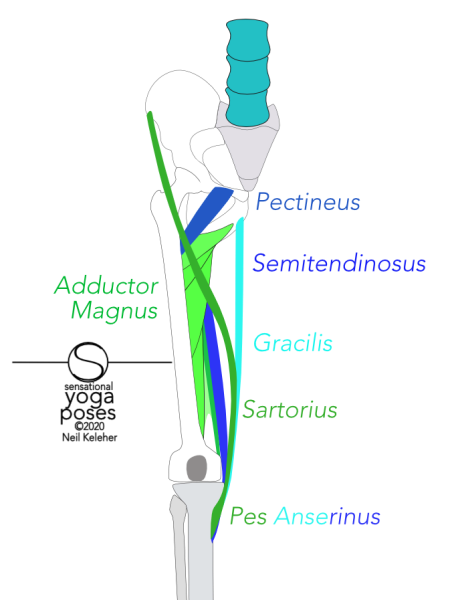 anatomy adductor magnus pectineus semitendinosus gracilis sartorius front view