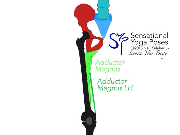 Front view adductor magnus, including long head. Neil Keleher. Sensational Yoga Poses.