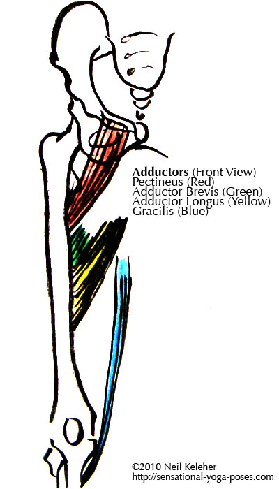 adductors