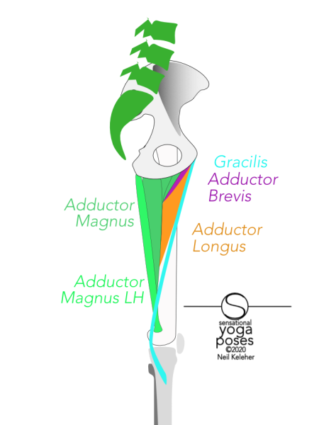 medial view of inner thigh showing adductor magnus,  adductor longus, adductor brevis, semitendinosus, gracilis, sartorius. Neil Keleher, Sensational Yoga Poses.