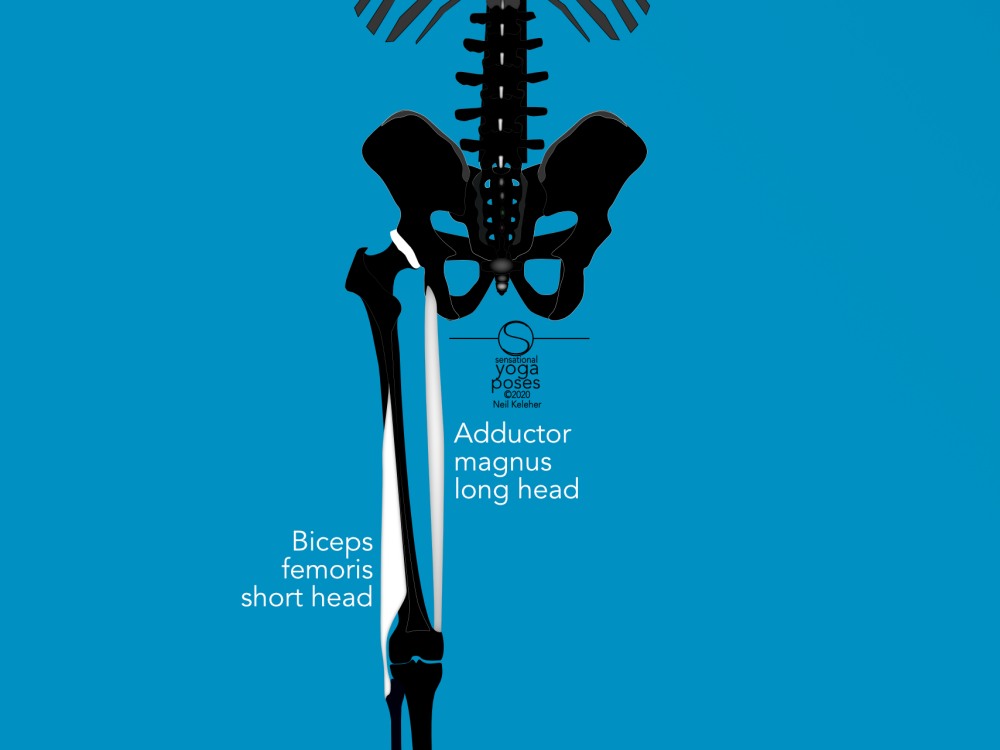 biceps femoris short head and adductor magnus long head, rear view. Neil Keleher, Sensational Yoga Poses.