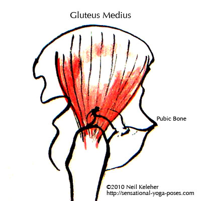 gluteus medius