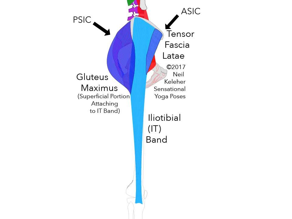 Outer view of the thigh showing the IT band, tensor fascia latae and gluteus maximus muscles. Neil Keleher. Sensational Yoga Poses.