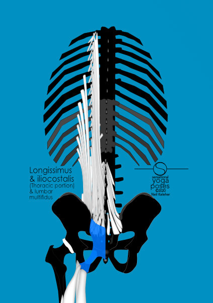 longissimus and iliocostalis, when activated and used to bend the thoracic spine backwards may create a sensation of drawing the spine into the body. Neil Keleher. Sensational Yoga Poses.