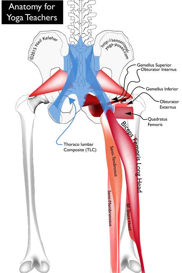 Thoracolumbar composite, piriformis, obturator internus, gemelli, quadratus femoris, the hamstrings, Neil Keleher, anatomy for yoga teachers, sensational yoga poses.