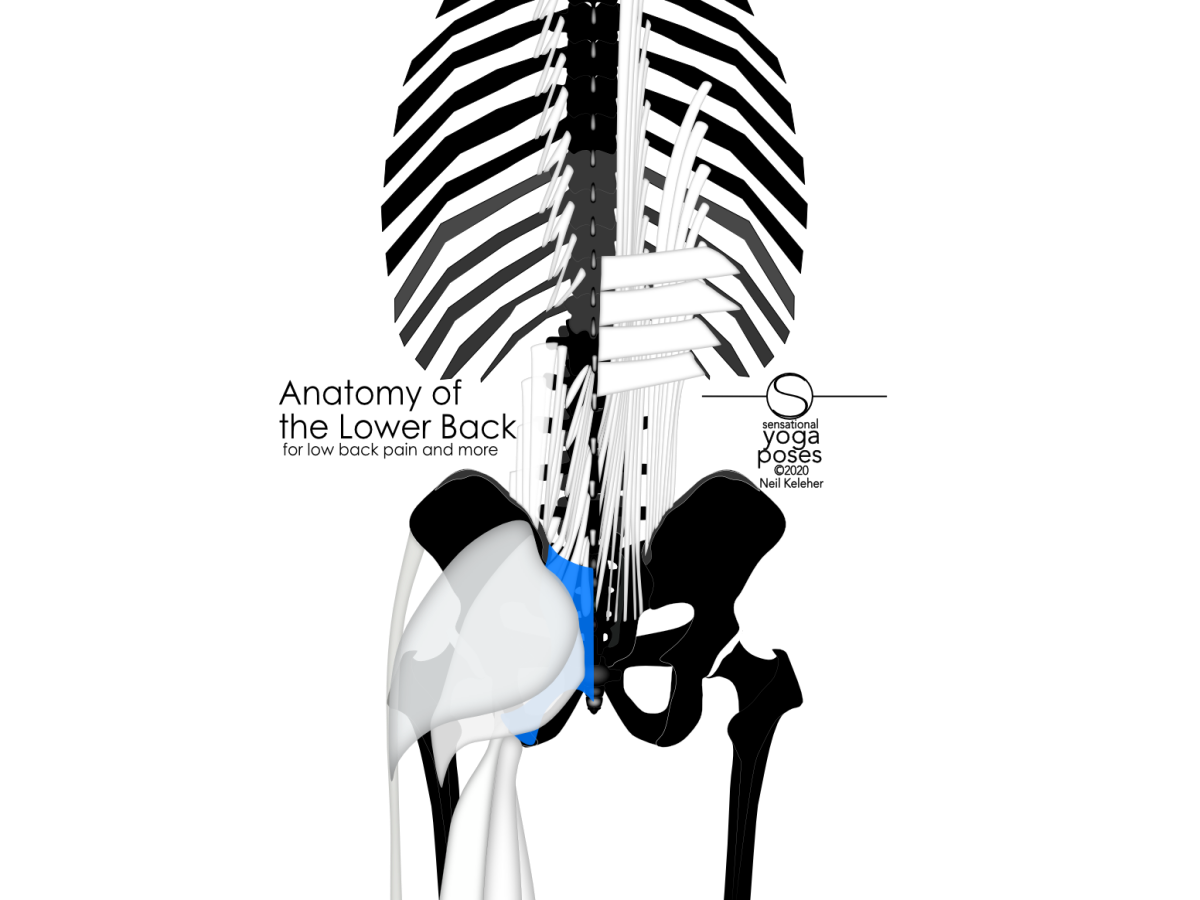 Anatomy of the lower back: Anatomy of the lower back showing hamstrings, gluteus maximus (deep and superficial), thoracolumbar composite, left side lumbar iliocostalis, longissimus and multifidus, right side thoracic longissimus, iliocostalis and serratus posterior inferior. Neil Keleher. Sensational Yoga Poses.