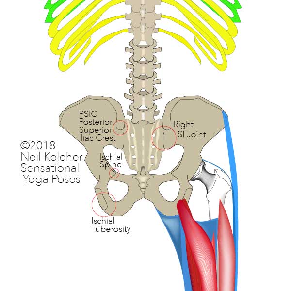 Pelvic landmarks, rear view: PSIC, SI joint, Ischial tuberosity. Neil Keleher, Sensational Yoga Poses.