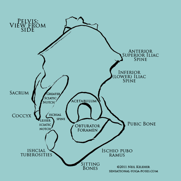 Some landmarks of the pelvis for refering to hip pain. Neil Keleher. Sensational Yoga Poses.