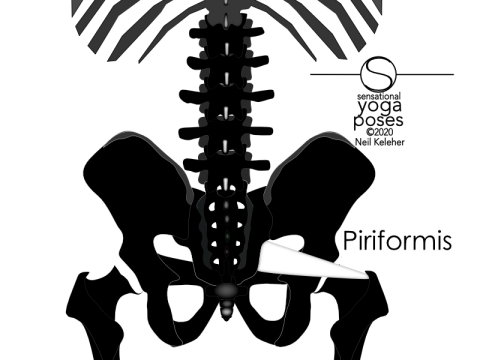 Lower back muscles: piriformis. If we include the sacrum as part of the lower back, then we could think of the piriformis, which attaches to the front surface of the sacrum, as a lower back muscle also. Neil Keleher, Sensational Yoga Poses.