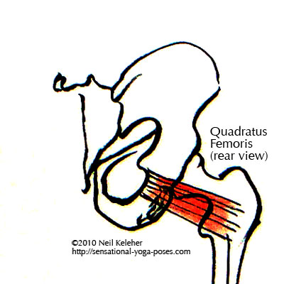 quadratus femoris Neil Keleher, Sensational Yoga Poses.