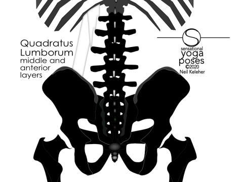 Anatomy of the lower back: Quadratus lumborum middle and anterior layers, viewed from the rear. The middle layer of quadratus lumborum extends up from the transverse processes of the upper three lumbar vertebrae to attach to the 12th rib. The anterior layer extends from the back of the hip crest upwards to attach to the 12th rib. Neil Keleher, Sensational Yoga Poses.