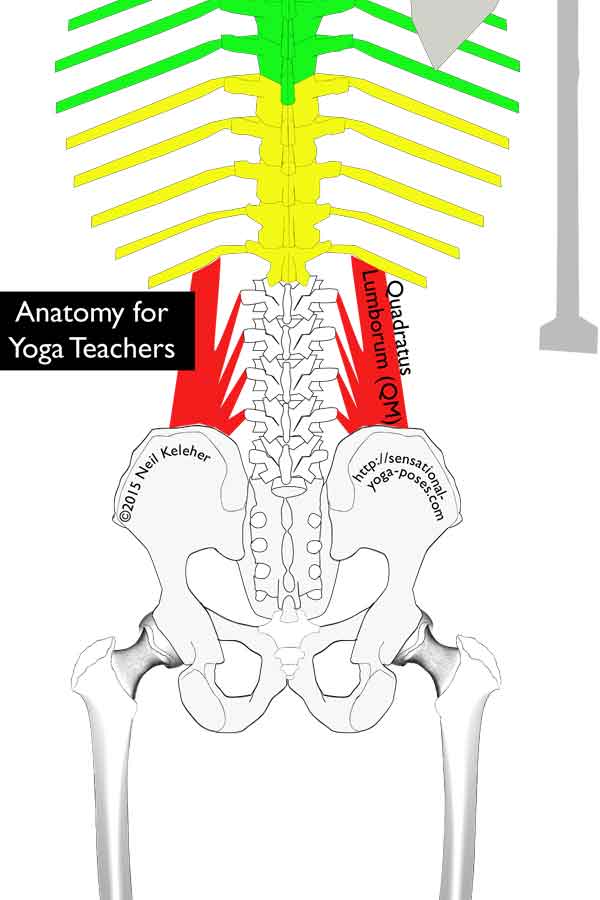 quadratus lumborum