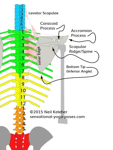 shoulder blade landmarks