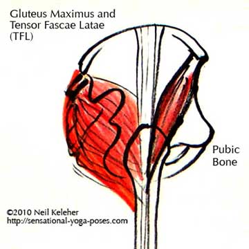 gluteus minimus, gluteus maximus