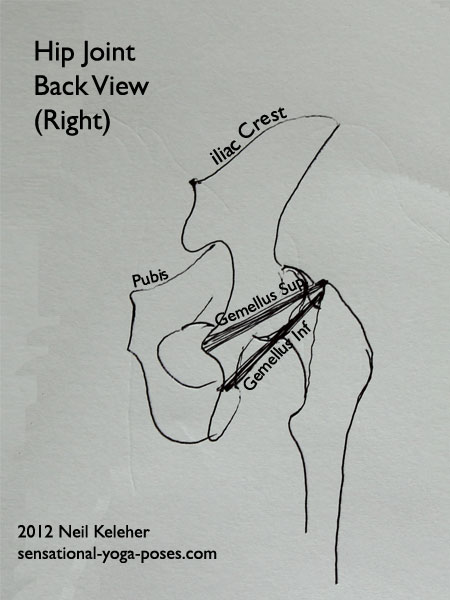 single joint muscles of the hip, gemellus superior, gemellus inferior, back view