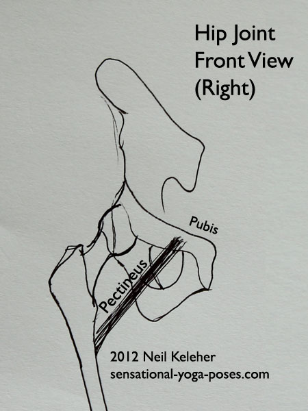 single joint muscles of the hip, pectineus, front view