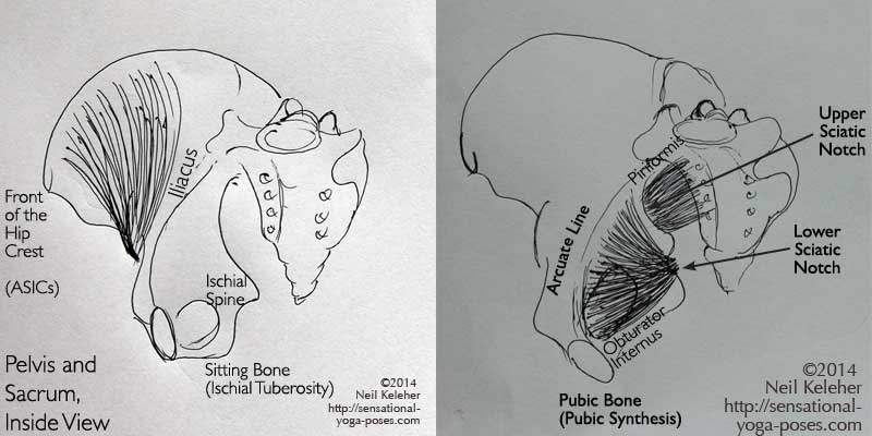 iliacus, obturator internus. Neil Keleher. Sensational Yoga Poses.