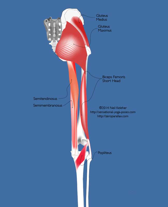 rear view of pelvis showing gluteus maximus, gluteus medius, biceps femoris short head, semitendinosus, semimembranosus.