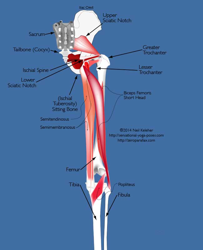 yoga anatomy: rear view of pelvis showing hamstrings, popliteus, and (Unlabeled) coccygeus, obturator inernus, gemellus superior and inferior, piriformis. Neil Keleher. Sensational Yoga Poses.