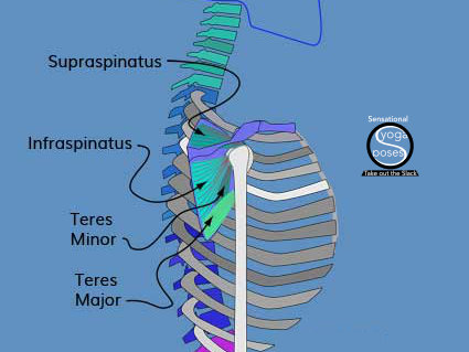 Shoulder rotators include: supraspinatus, infraspinatus, teres minor, teres major. Neil Keleher, Sensational Yoga Poses.