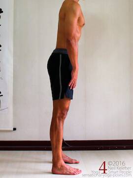 standing forward bend with psoas major lengthened